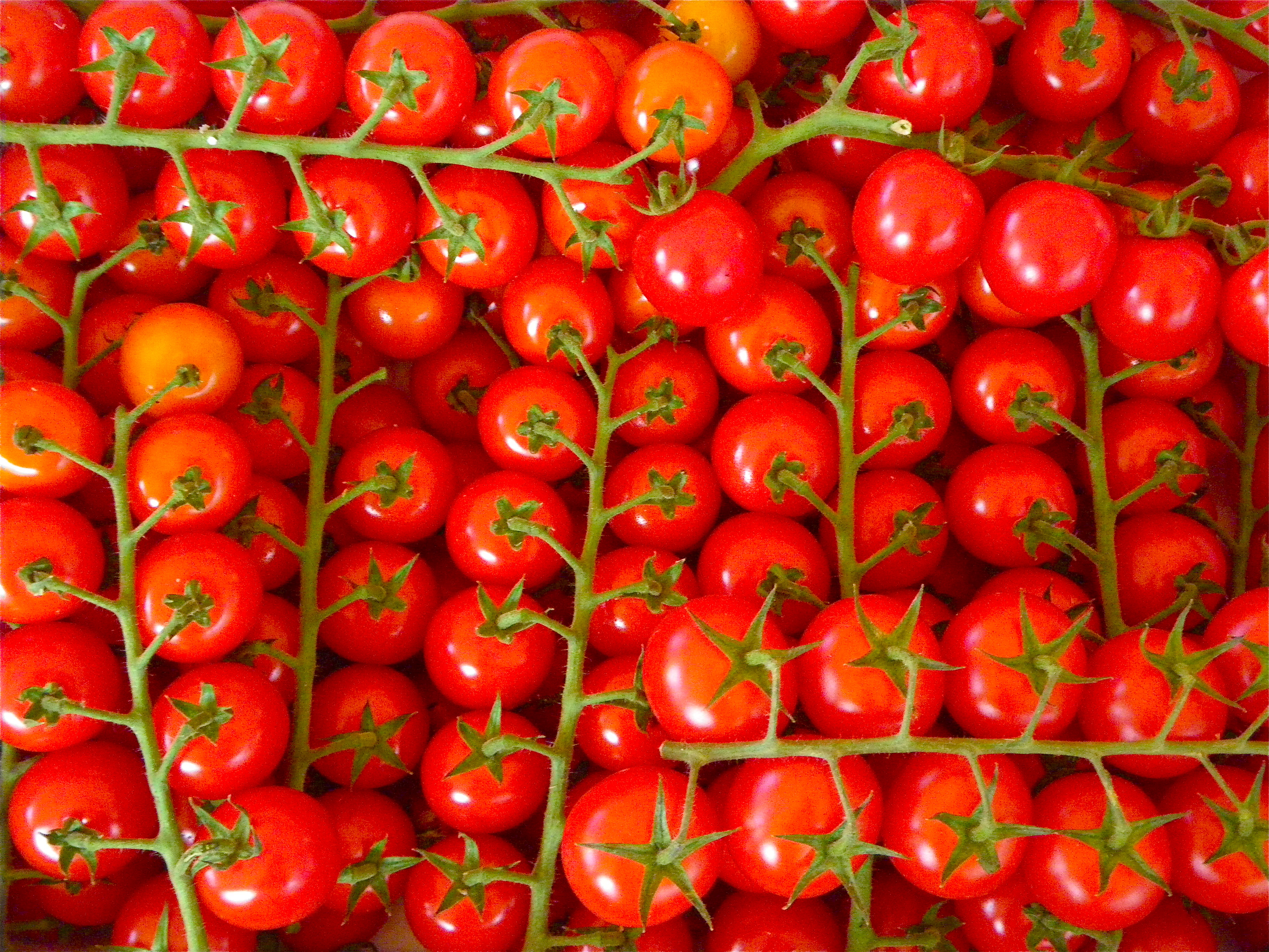 Truss tomatoes